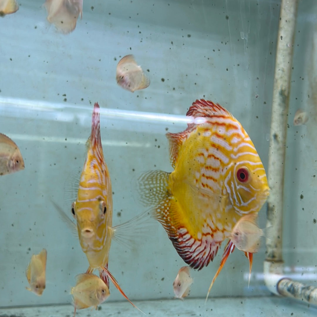 Yellow Pidgeon Blood Discus bred instore (Symphysodon sp.)