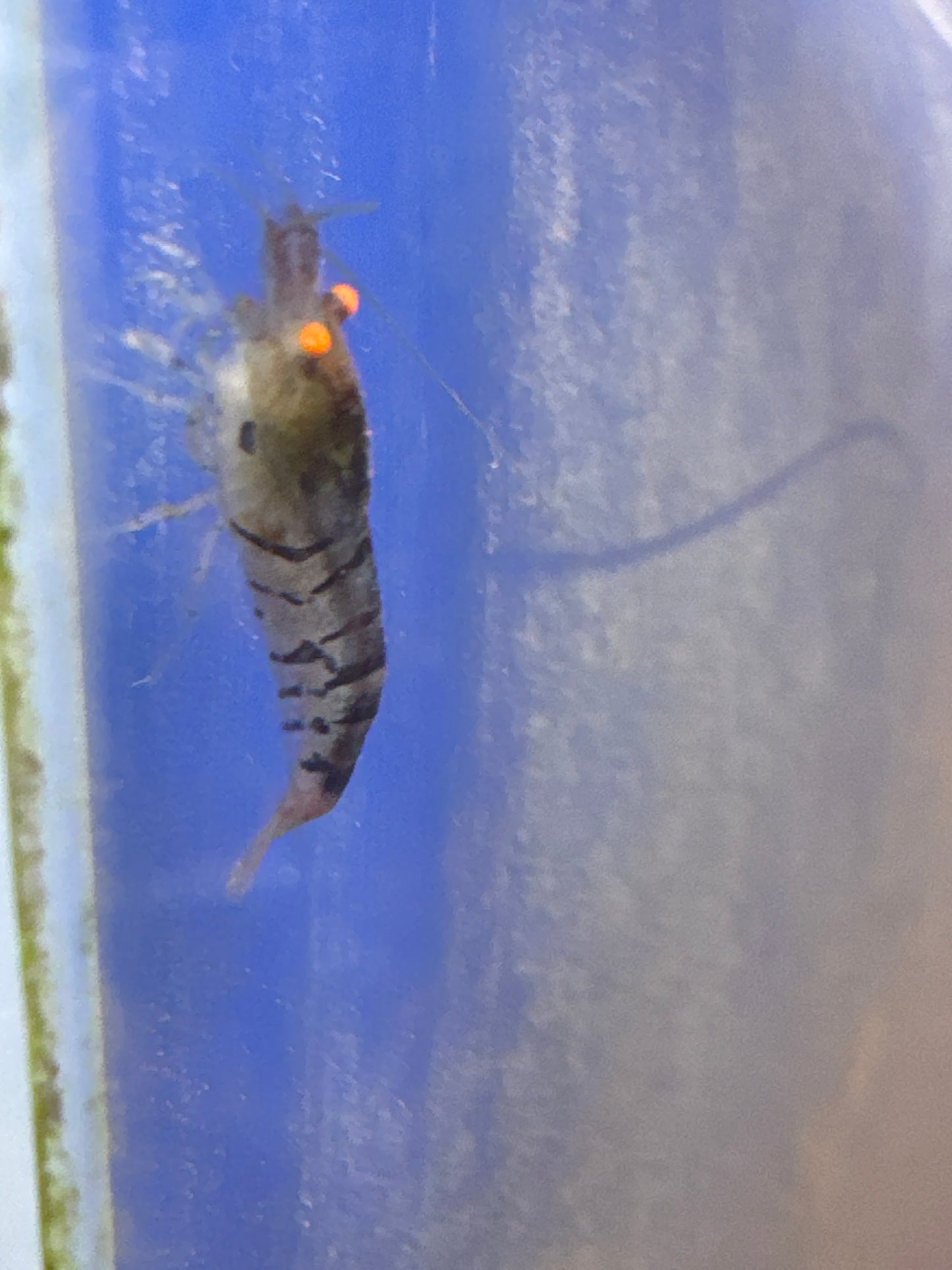 Orange Eye Blue Tiger shrimp (Caridina)