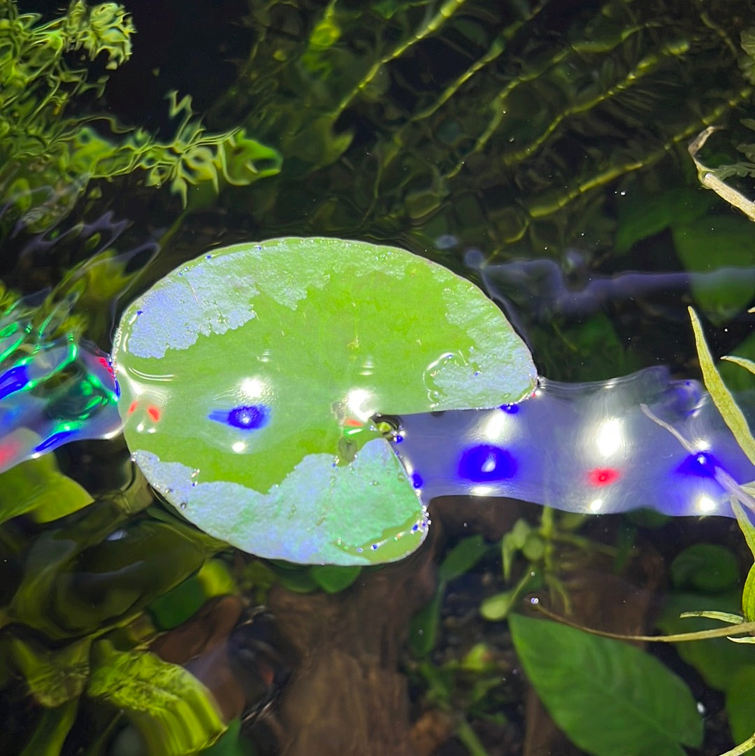 Nymphoides aquatica SUBMERSED/PLANT Banana Lily S057