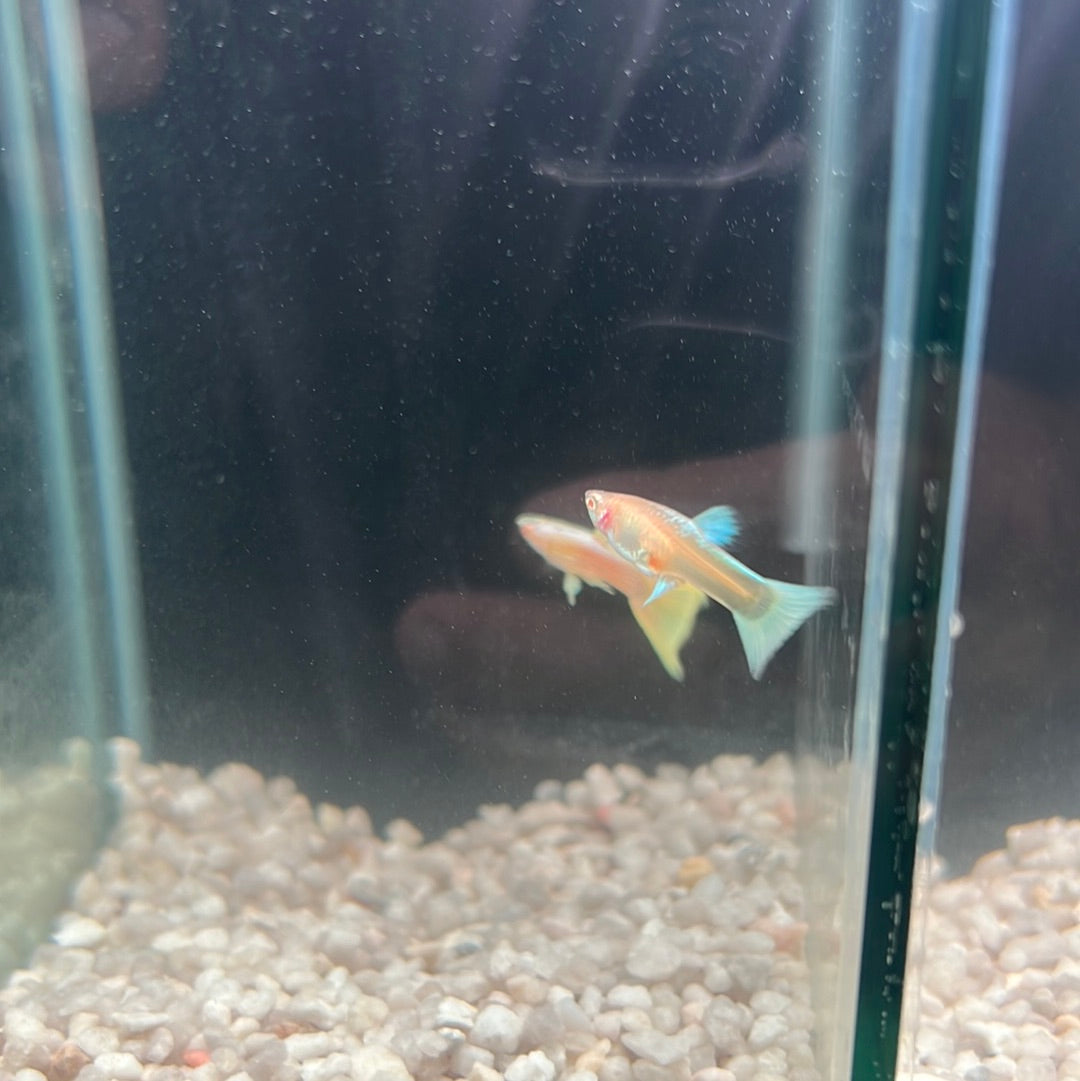 Guppies pairs (Poecilia reticulata)