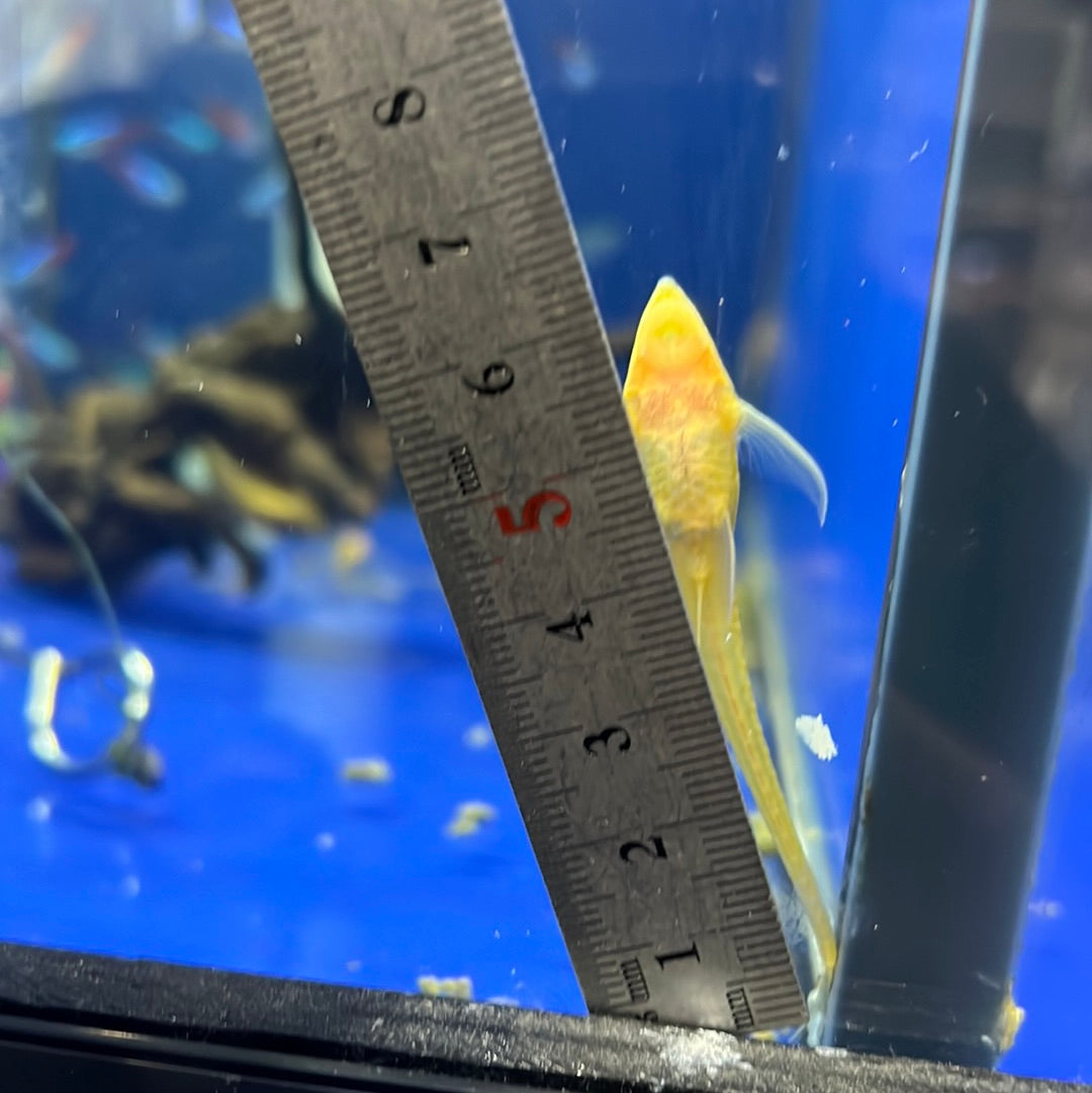 Albino Royal Whiptail Catfish (Albino Sturisoma Aureum)