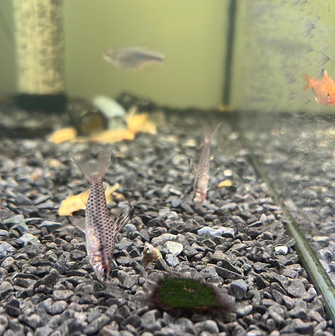 Spotted Headstander ( Chilodus punctatus )