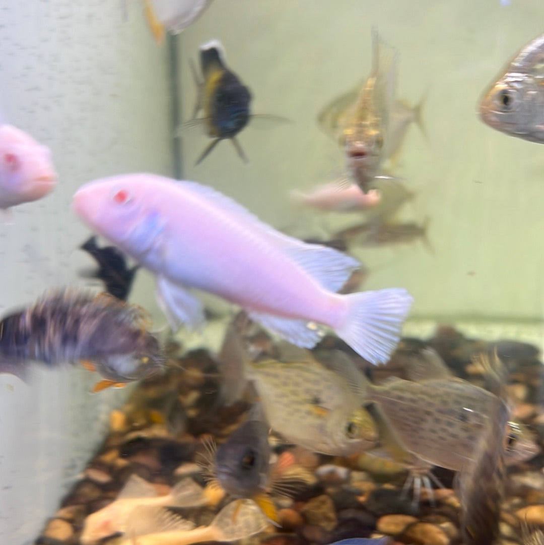 Snow White Pindani (Pseudotropheus socolofi)