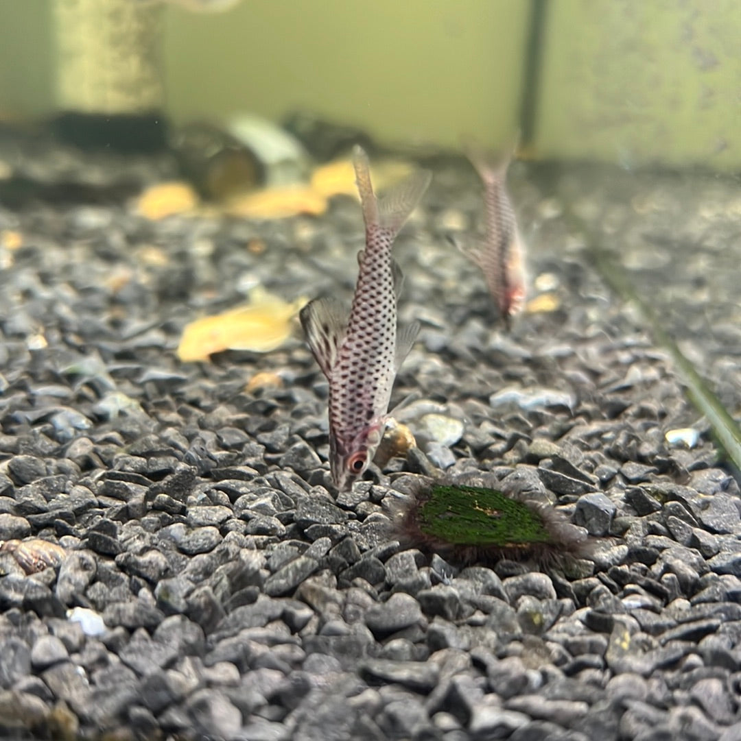 Spotted Headstander ( Chilodus punctatus )
