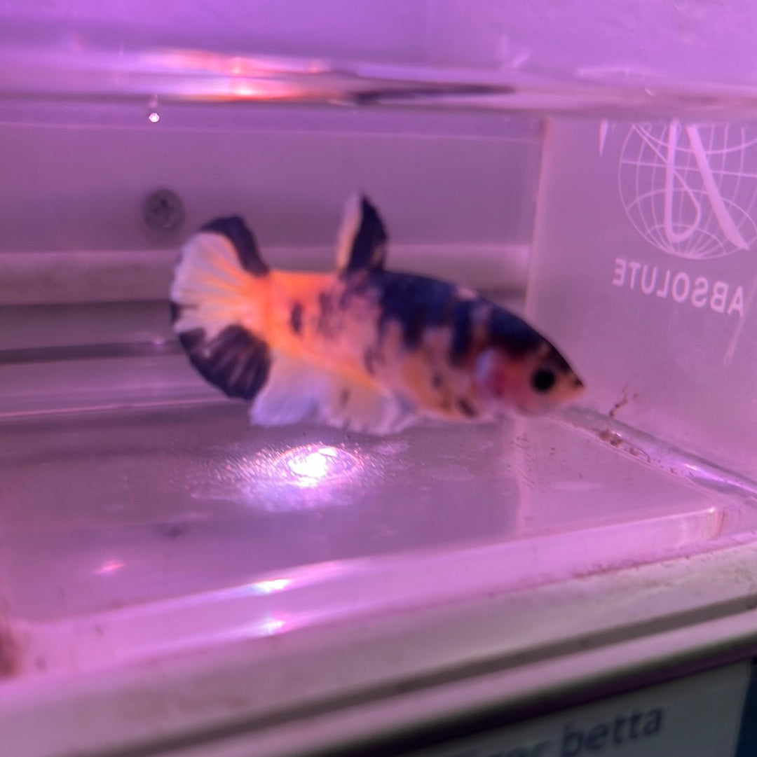 Tiger betta (Betta splendens)