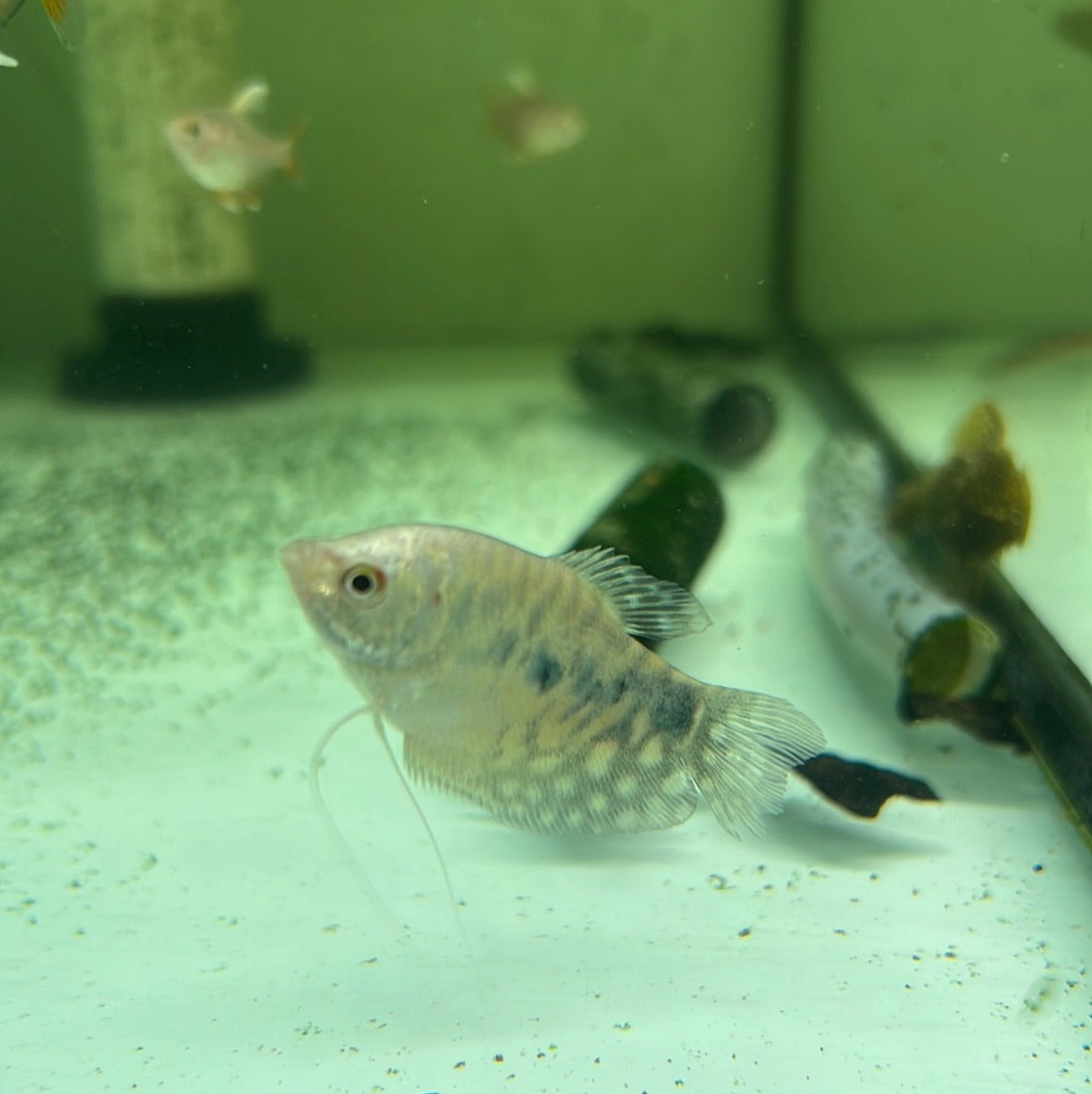 Opaline gourami (Trichopodus trichopterus )