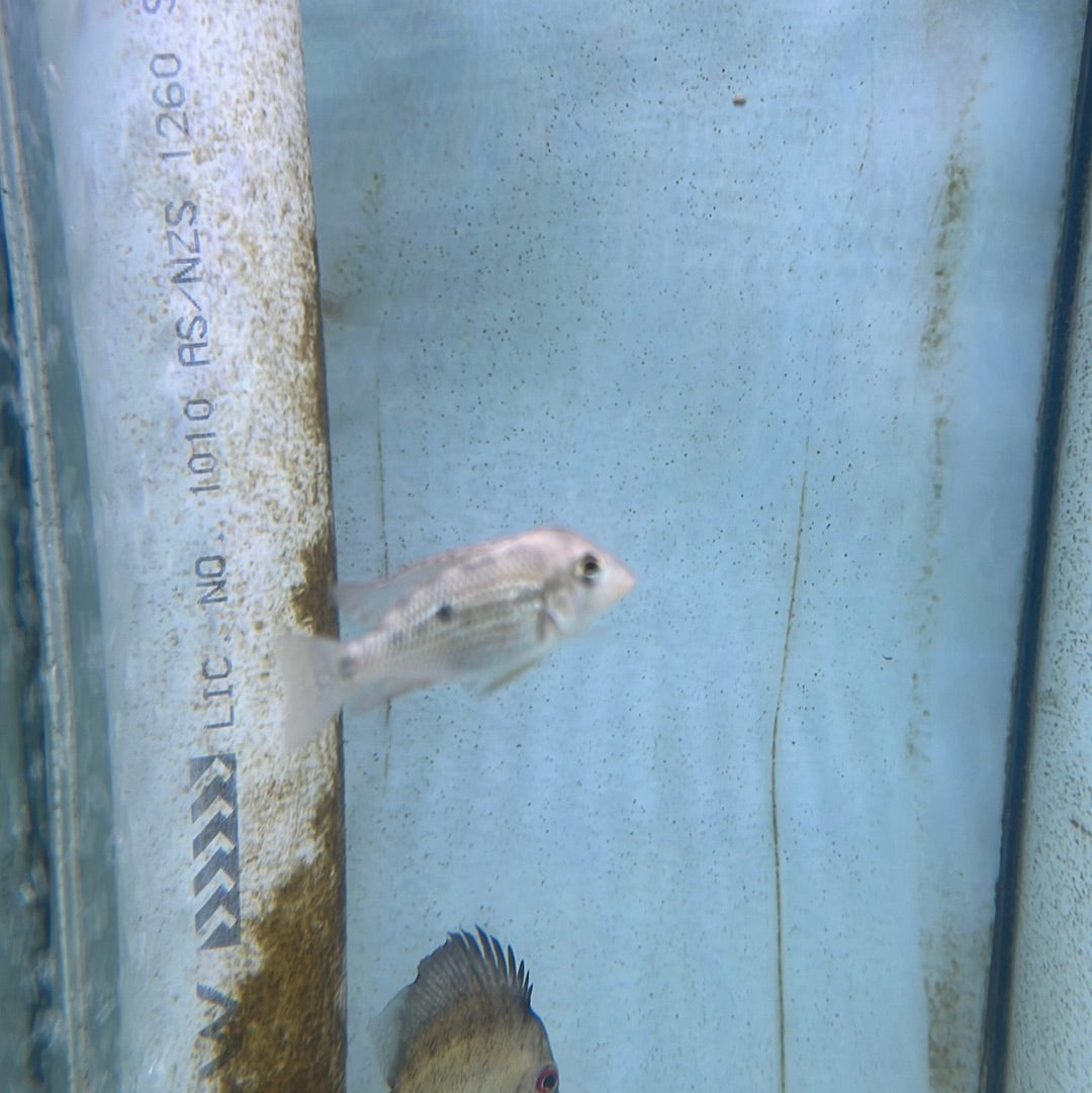 Gold Dust Eartheater (Geophagus alto sinu)