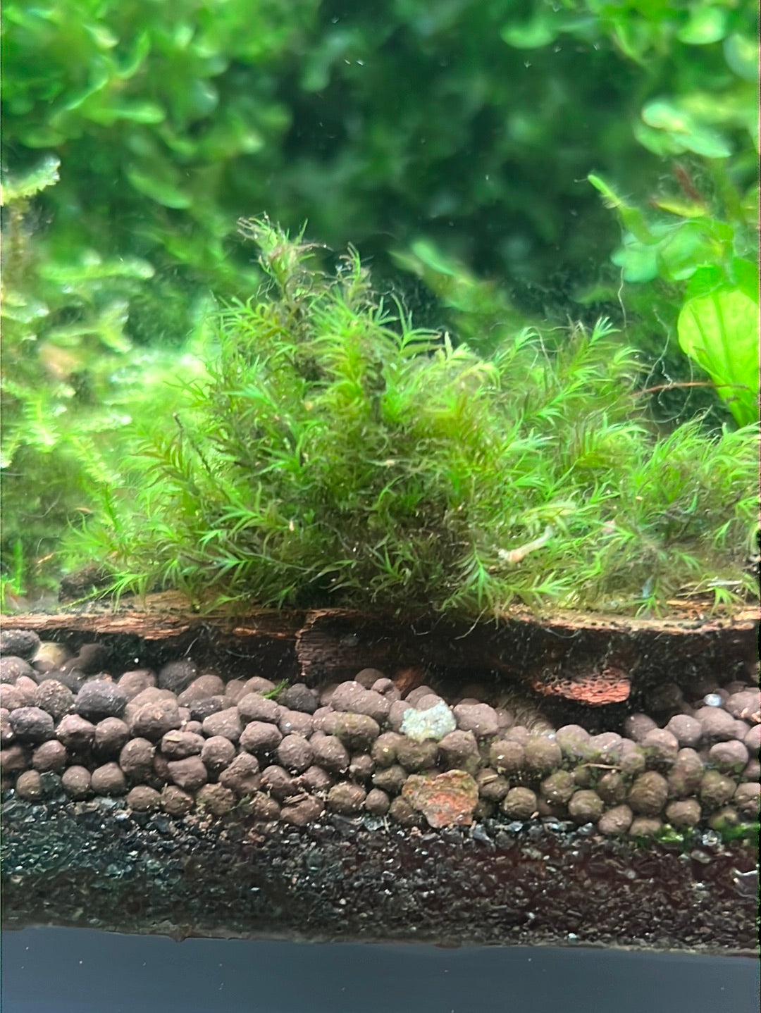 Phoenix Moss (Fissidens Fontanus)