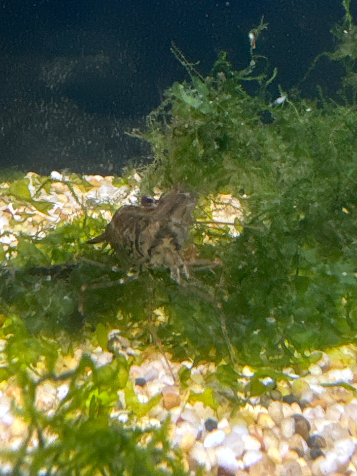 Long Armed Freshwater Shrimp (Macrobrachium Australiense)