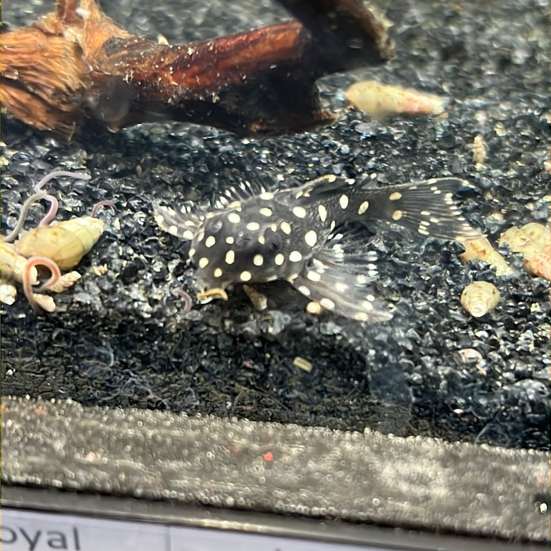 L471 dwarf snowball pleco