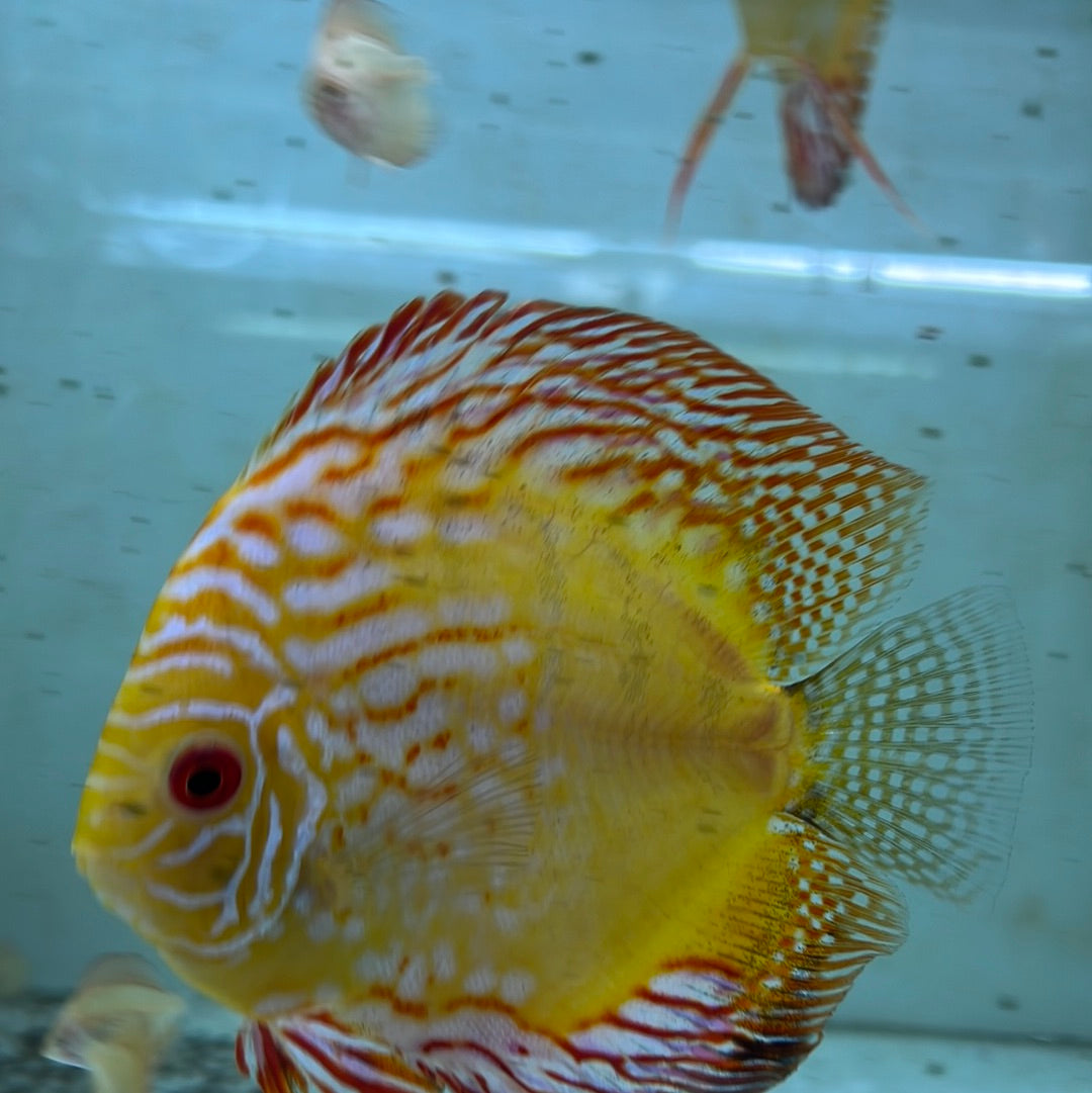 Yellow Pidgeon Blood Discus bred instore (Symphysodon sp.)