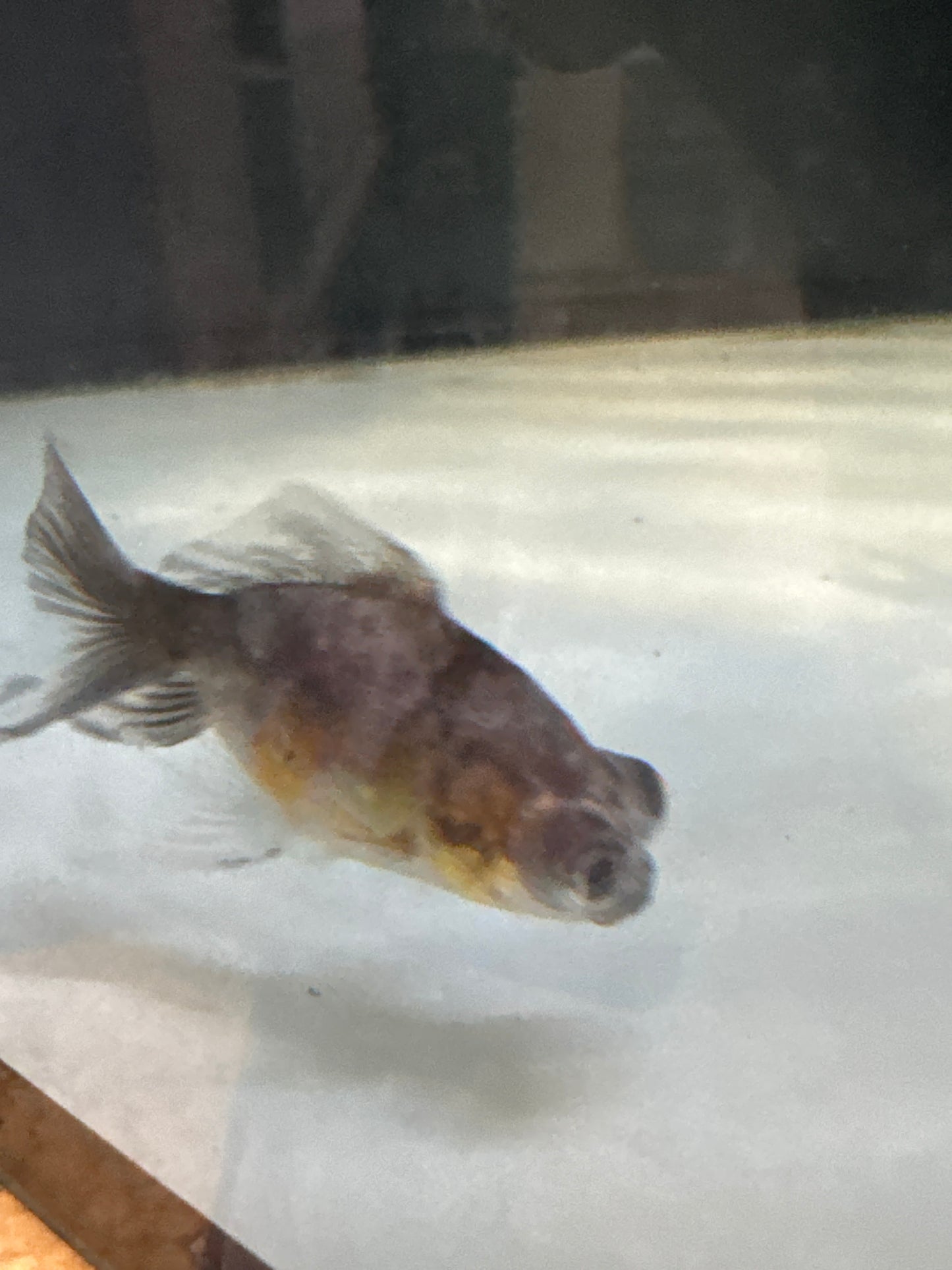 Calico Fantail Goldfish (Carassius auratus)