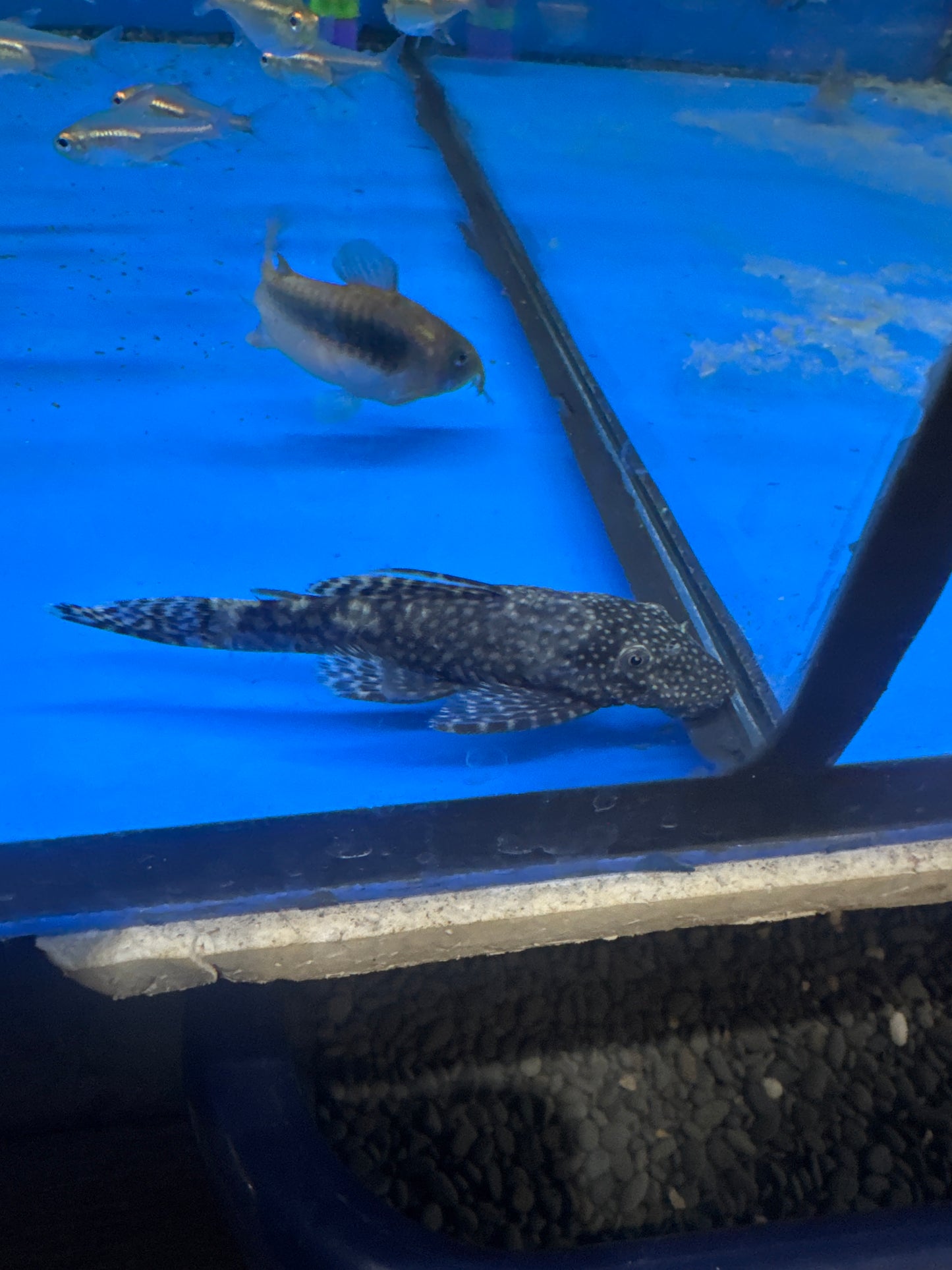 Bristlenose (Ancistrus species)