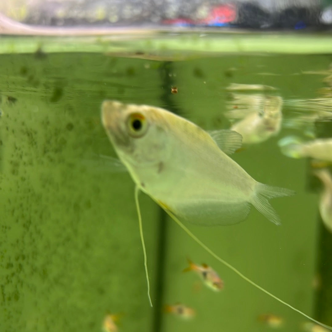 Silver gourami