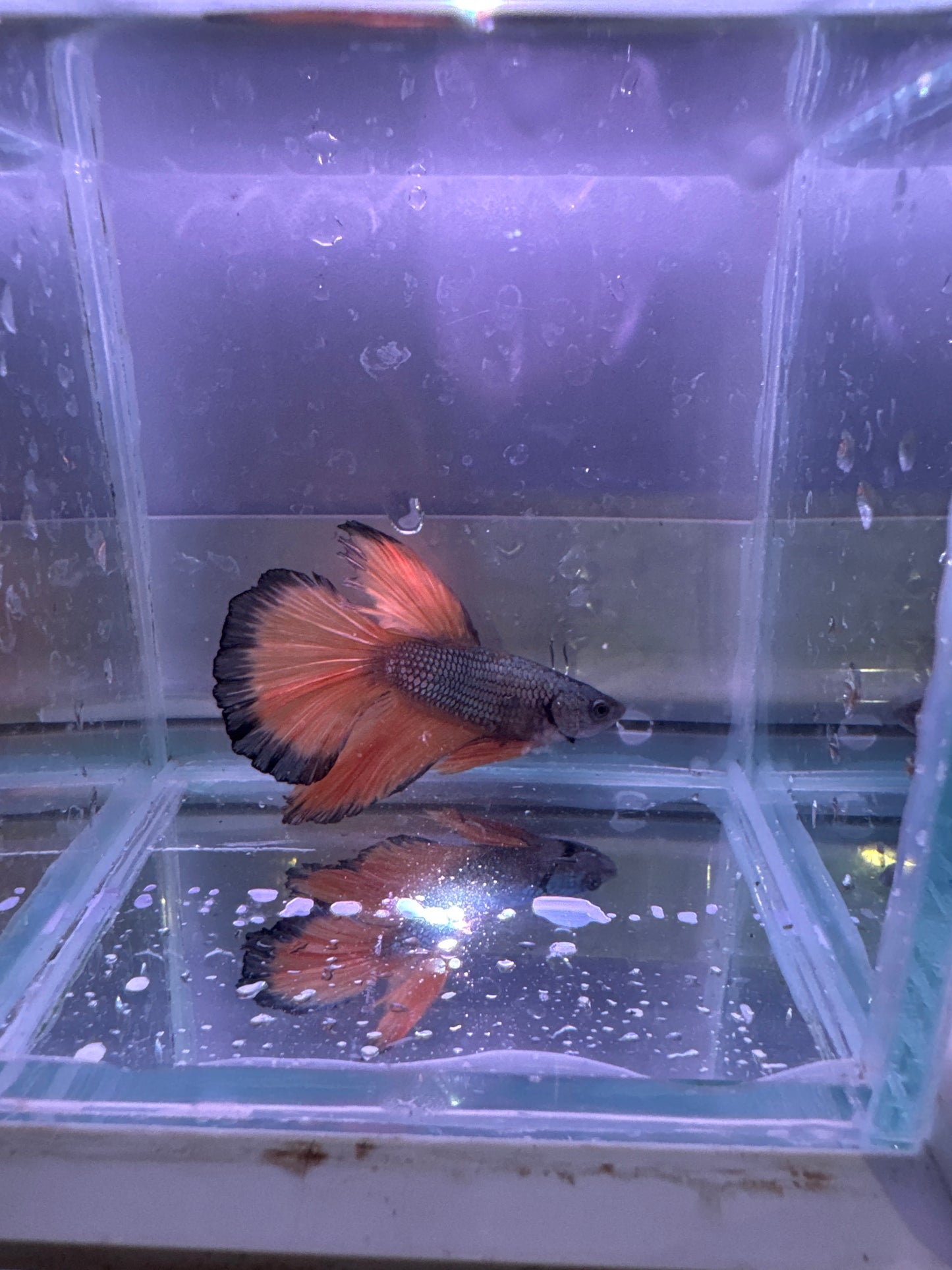 Halfmoon bumblebee betta