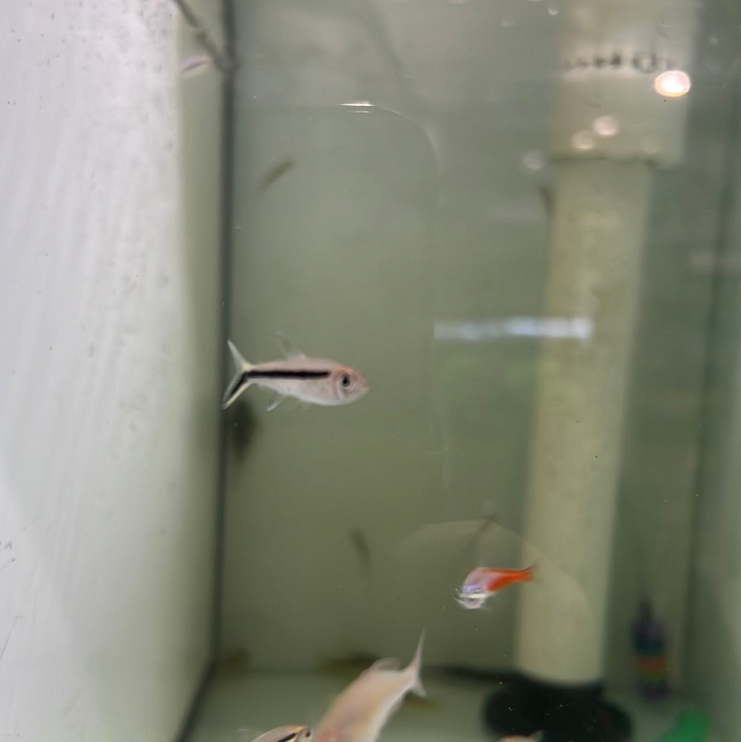 Penguin tetra / hockey stick tetra (Thayeria boehlkei)