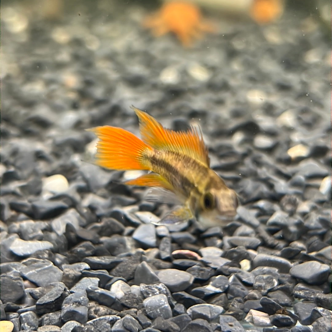 Apistogramma cacatuodes orange flash (Apistogramma cacatuoides)