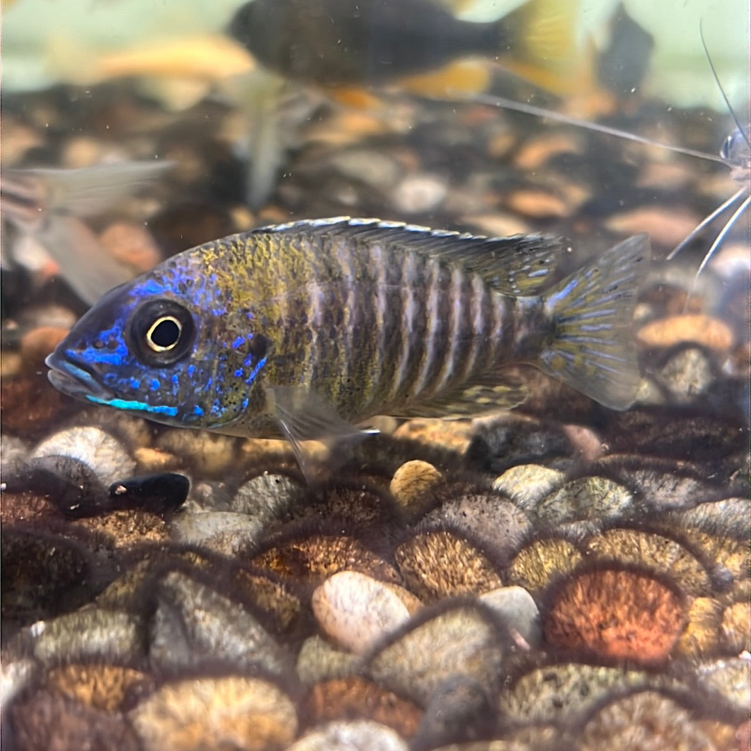 Baenschi Peacock Cichlid