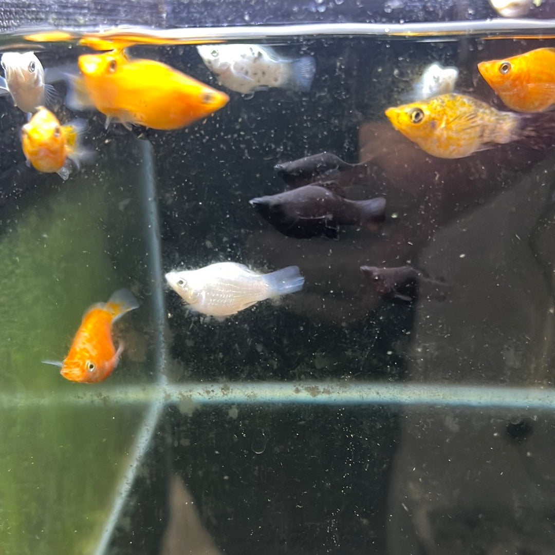 Assorted Balloon Mollys (Poeciliidae sphenops)