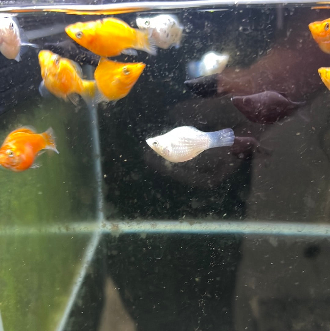 Assorted Balloon Mollys (Poeciliidae sphenops)