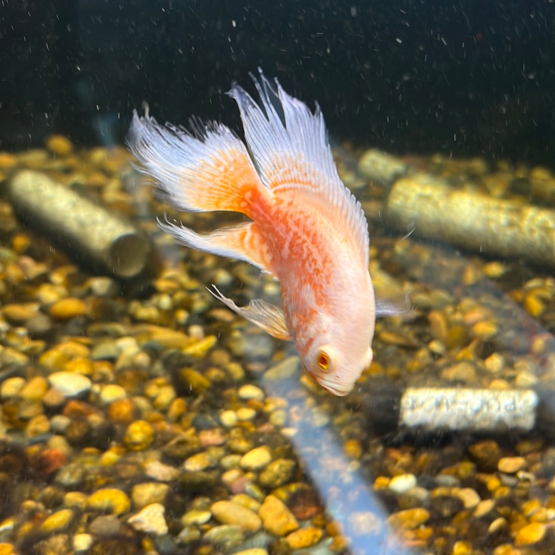 Albino Nemo Slayer Oscar (Astronotus ocellatus)