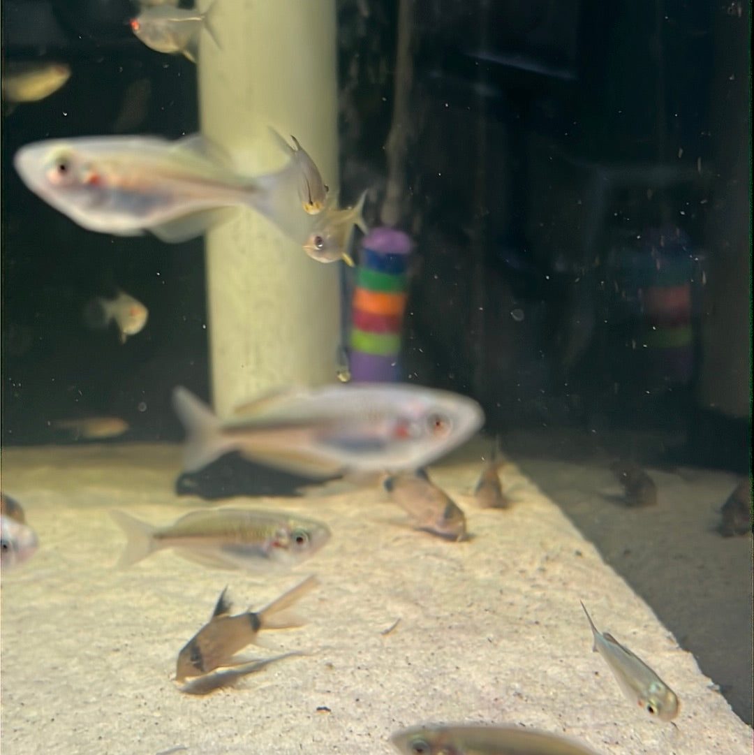 Crimson Spotted Rainbow (Melanotaenia duboulayi)