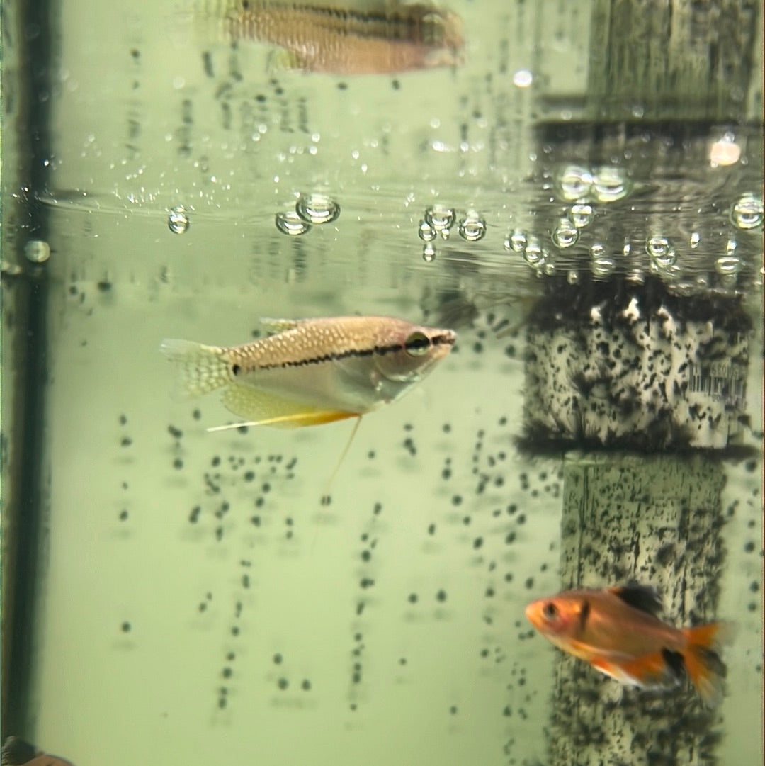 Pearl Gourami (Trichopodus leerii)