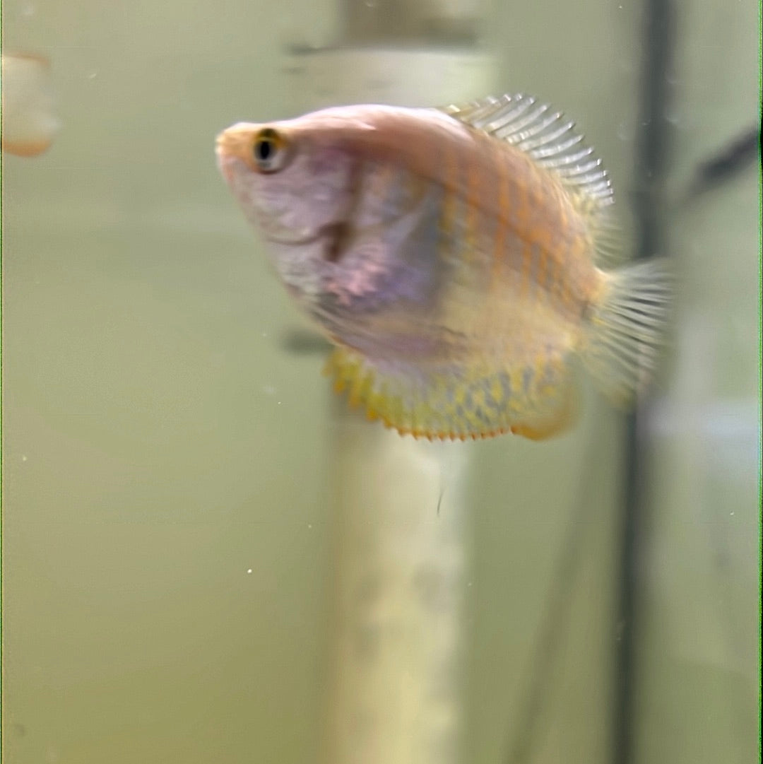 Dwarf Flame Gourami (Trichogaster lalia)