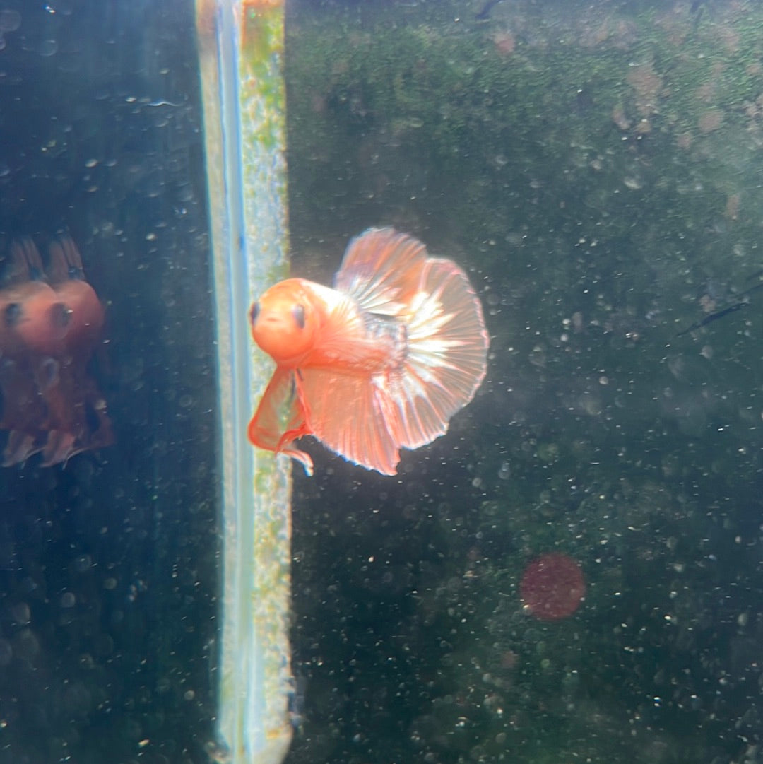 Fancy Yellow plakat (Betta splendens)
