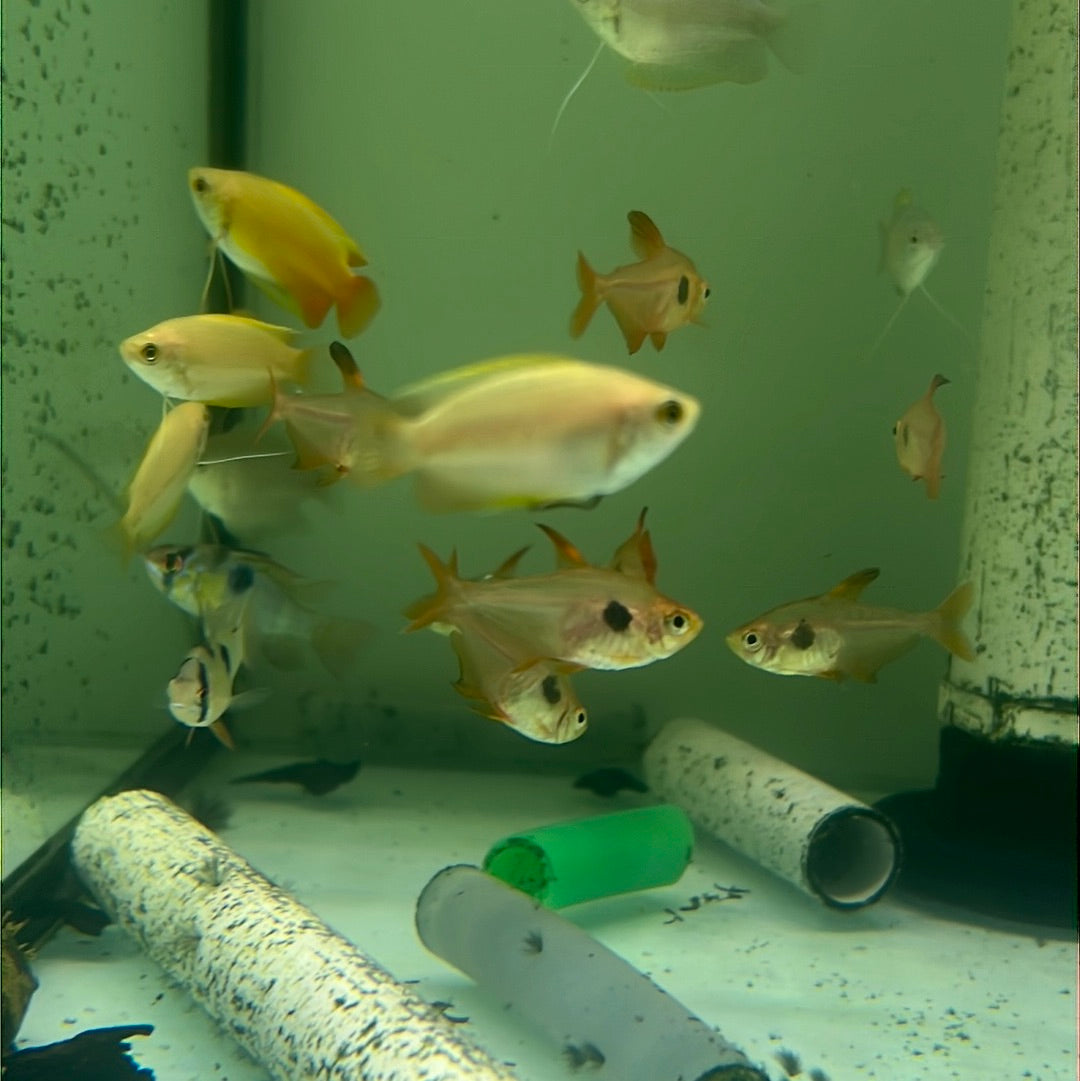 Honey Dwarf Gourami (Trichogaster chuna)