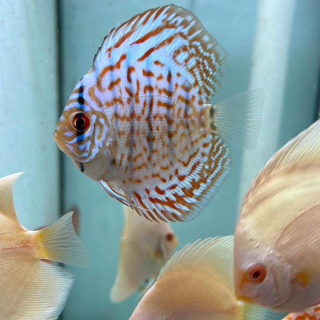 Cobolt Blue Discus (Symphysodon sp.)