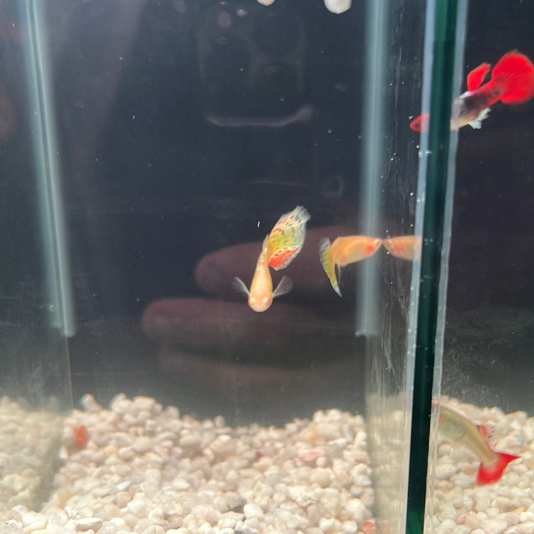 Guppies pairs (Poecilia reticulata)