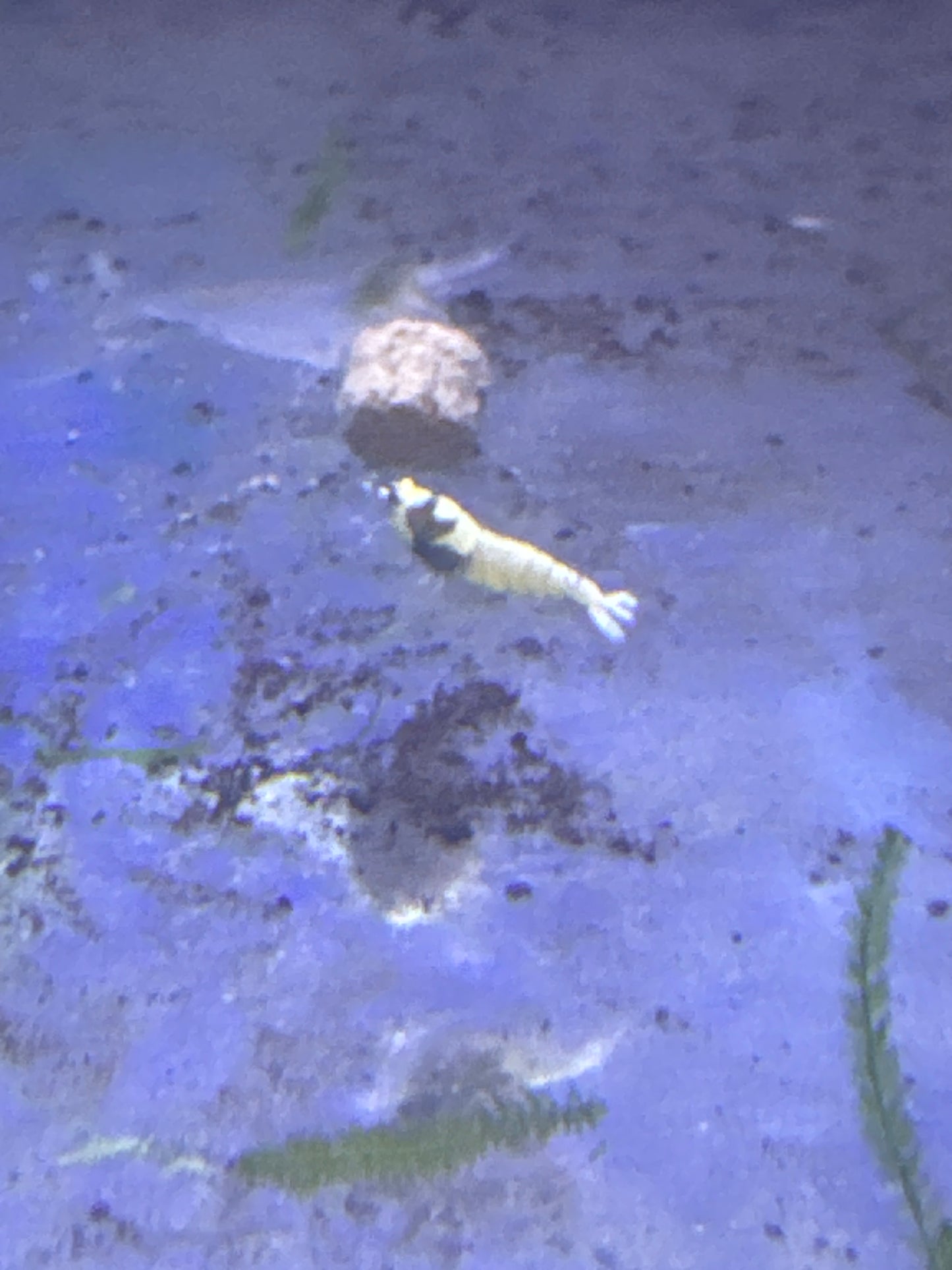red German spotted pintos (Caridina)