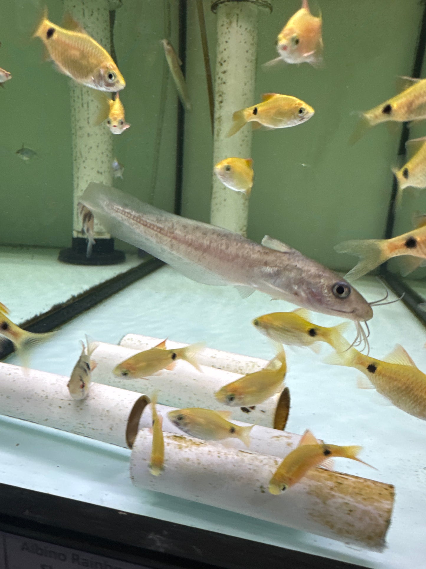 Eel Tail Catfish (Tandanus tandanus)