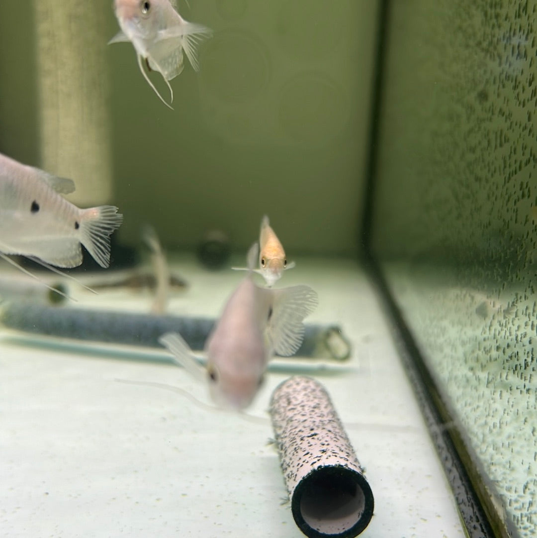 Two spot gourami