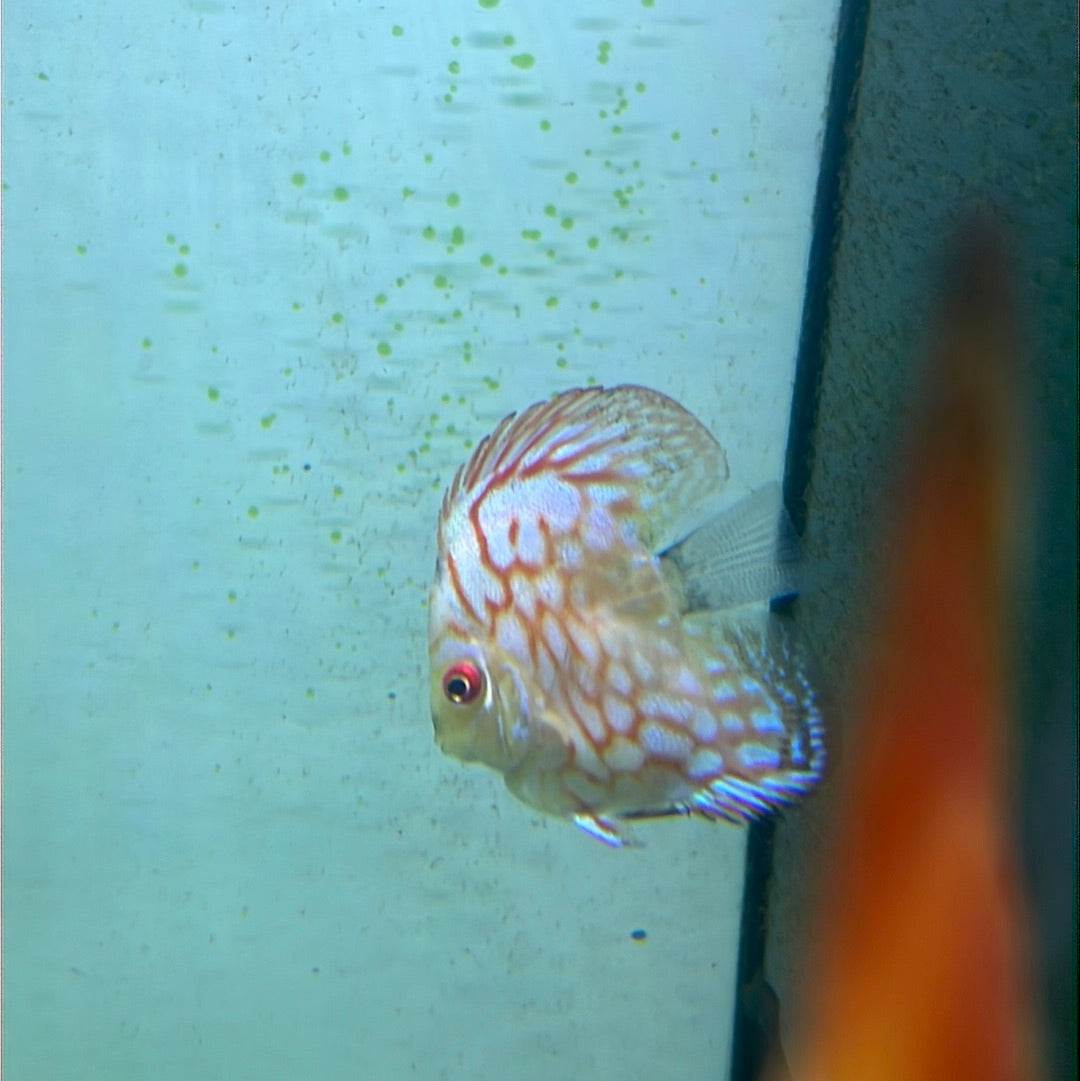 Assorted Bulldog Discus (Symphysodon sp.)
