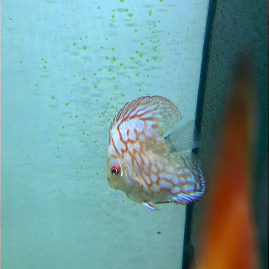 Assorted Bulldog Discus (Symphysodon sp.)