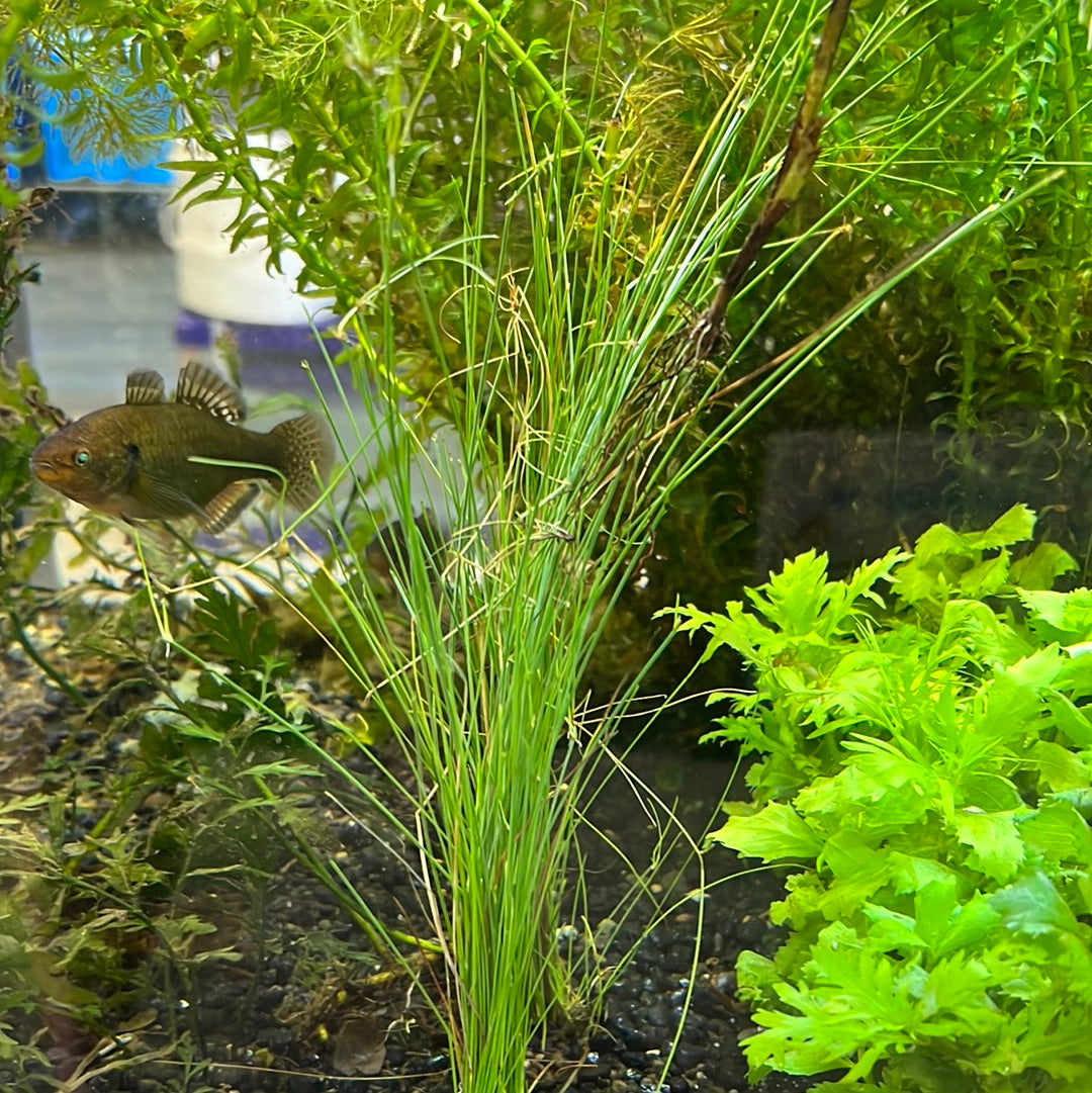 Umbrella Hairgrass (Eleocharis vivipara) s125
