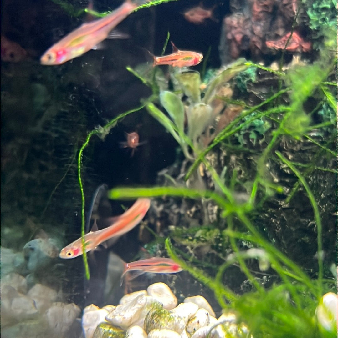 Chili Rasbora (Boraras brigittae)