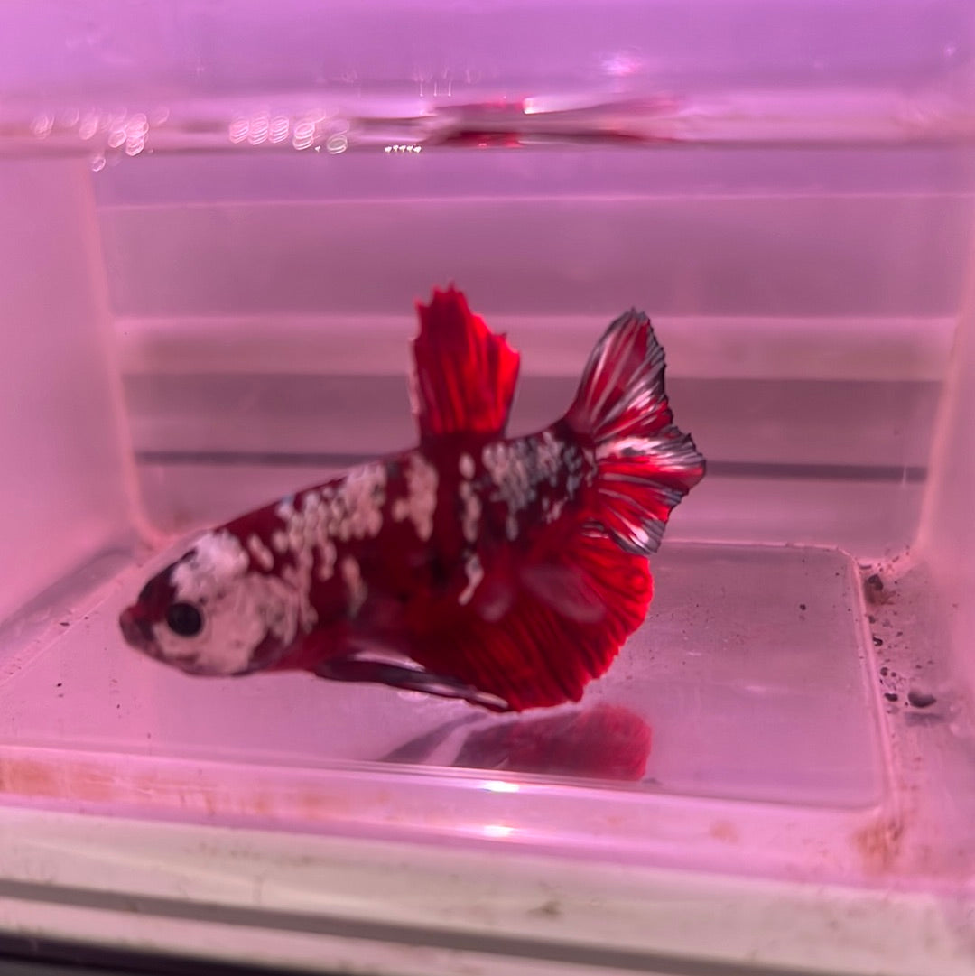 Copper red galaxy betta (Betta splendens)