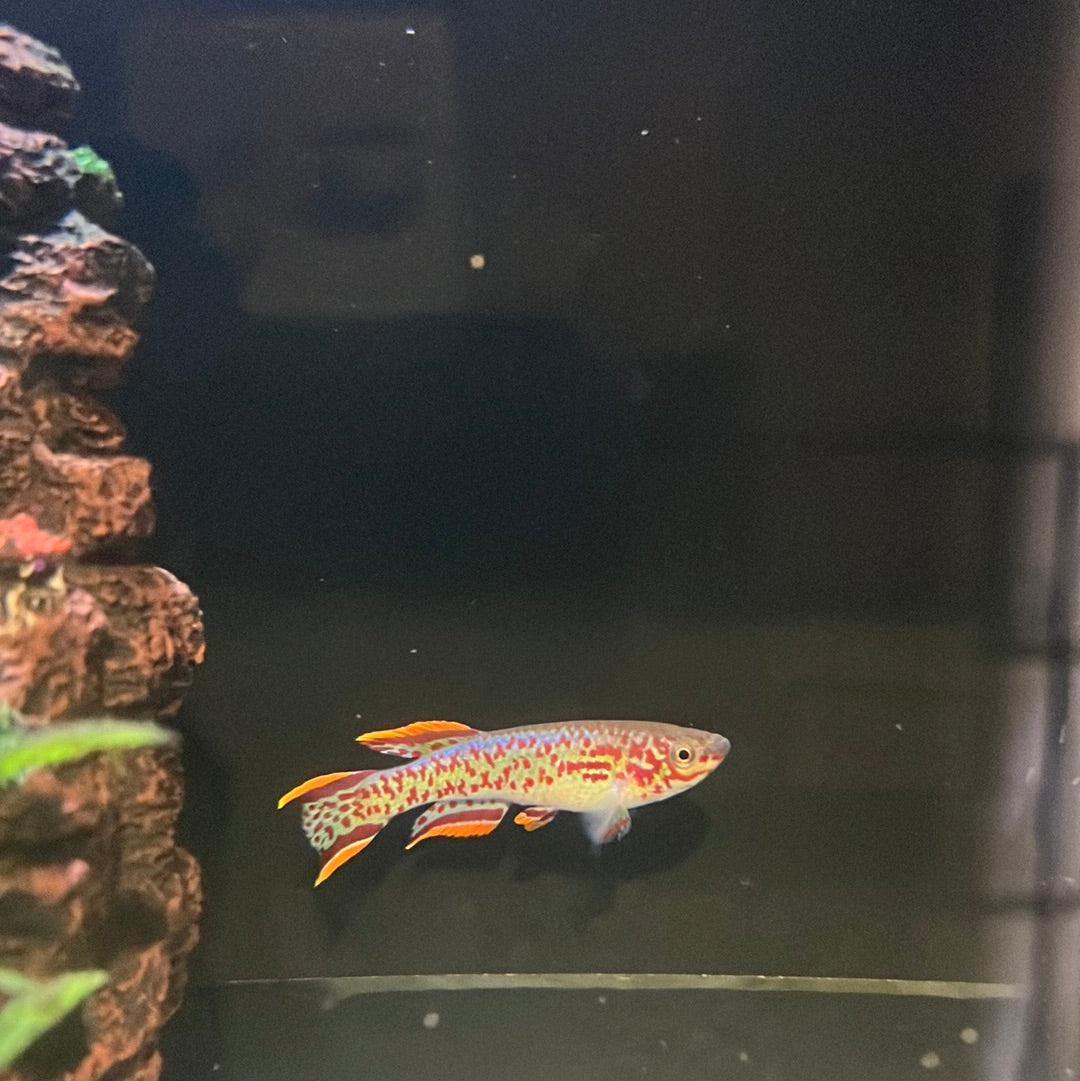 Aphyosemion Gardneri Albino (Aphyosemion gardneri )