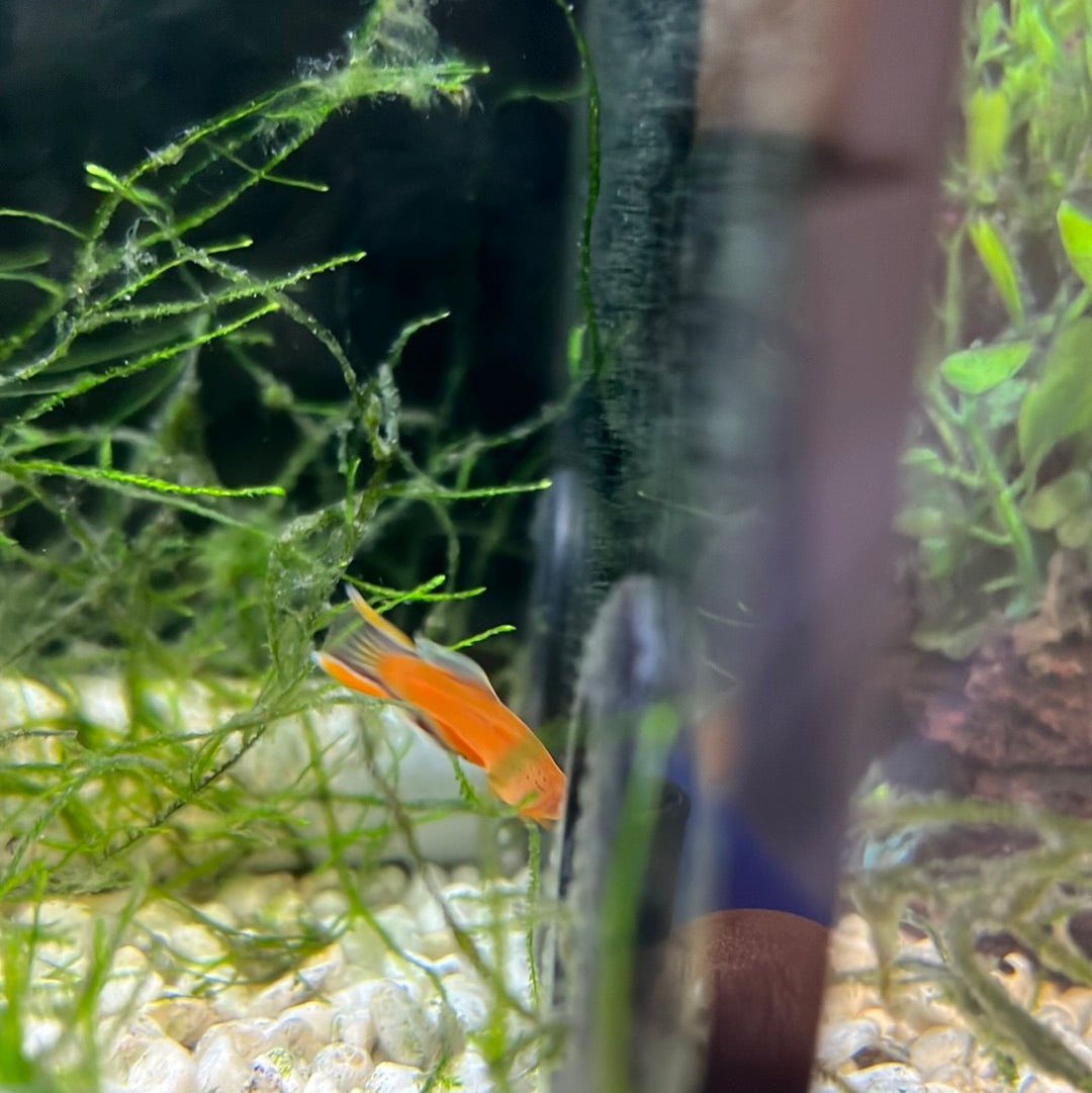 Aphyosemion gold lyretail (Aphyosemion Australe)