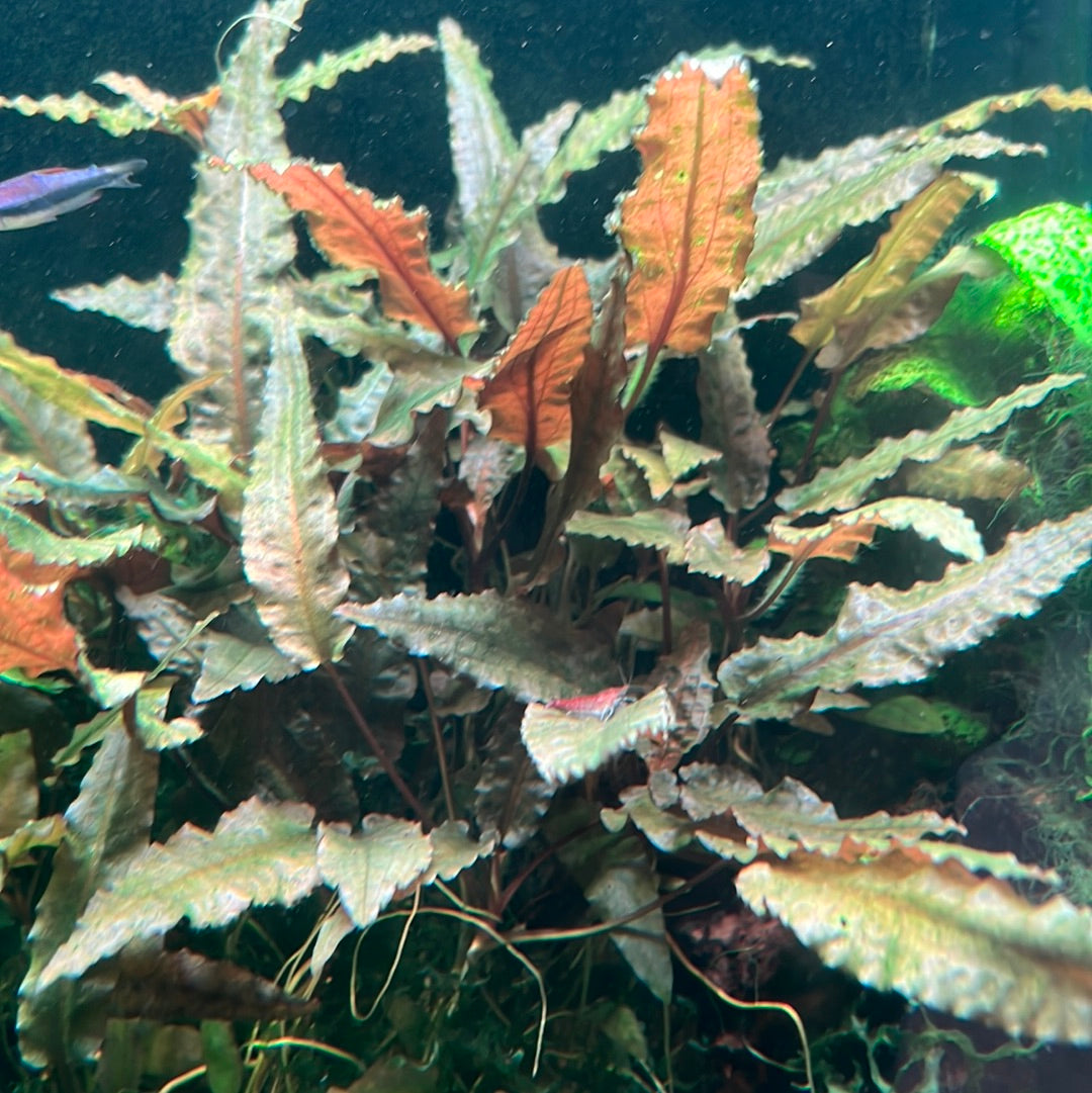 Cryptocoryne Wendtii Red