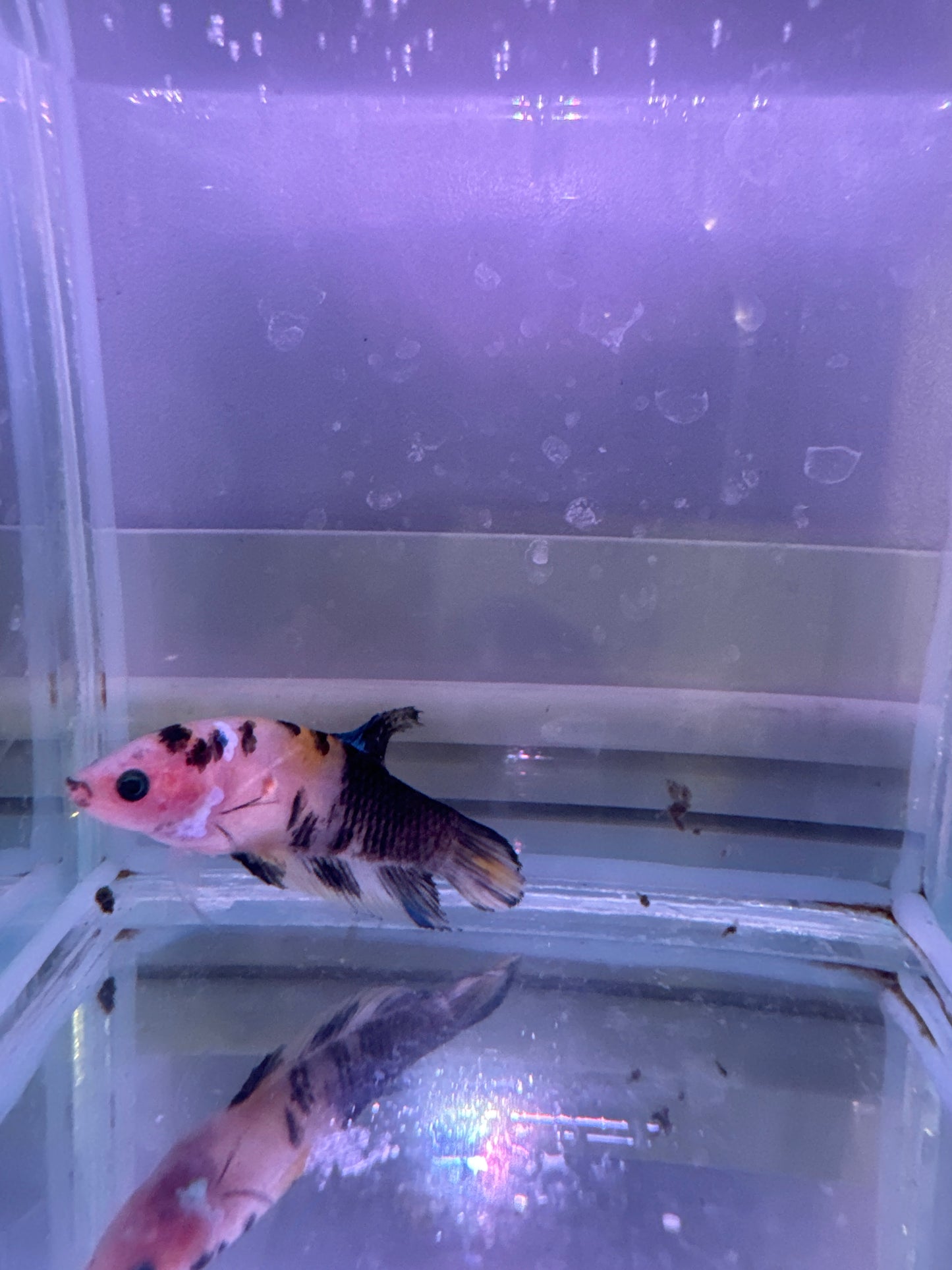 Yellow Tiger Plakat (Betta splendens)