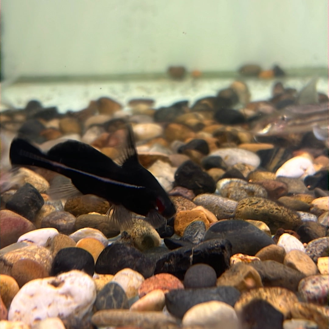 Black Lancer Catfish (Bagrichthys Macracanthus)