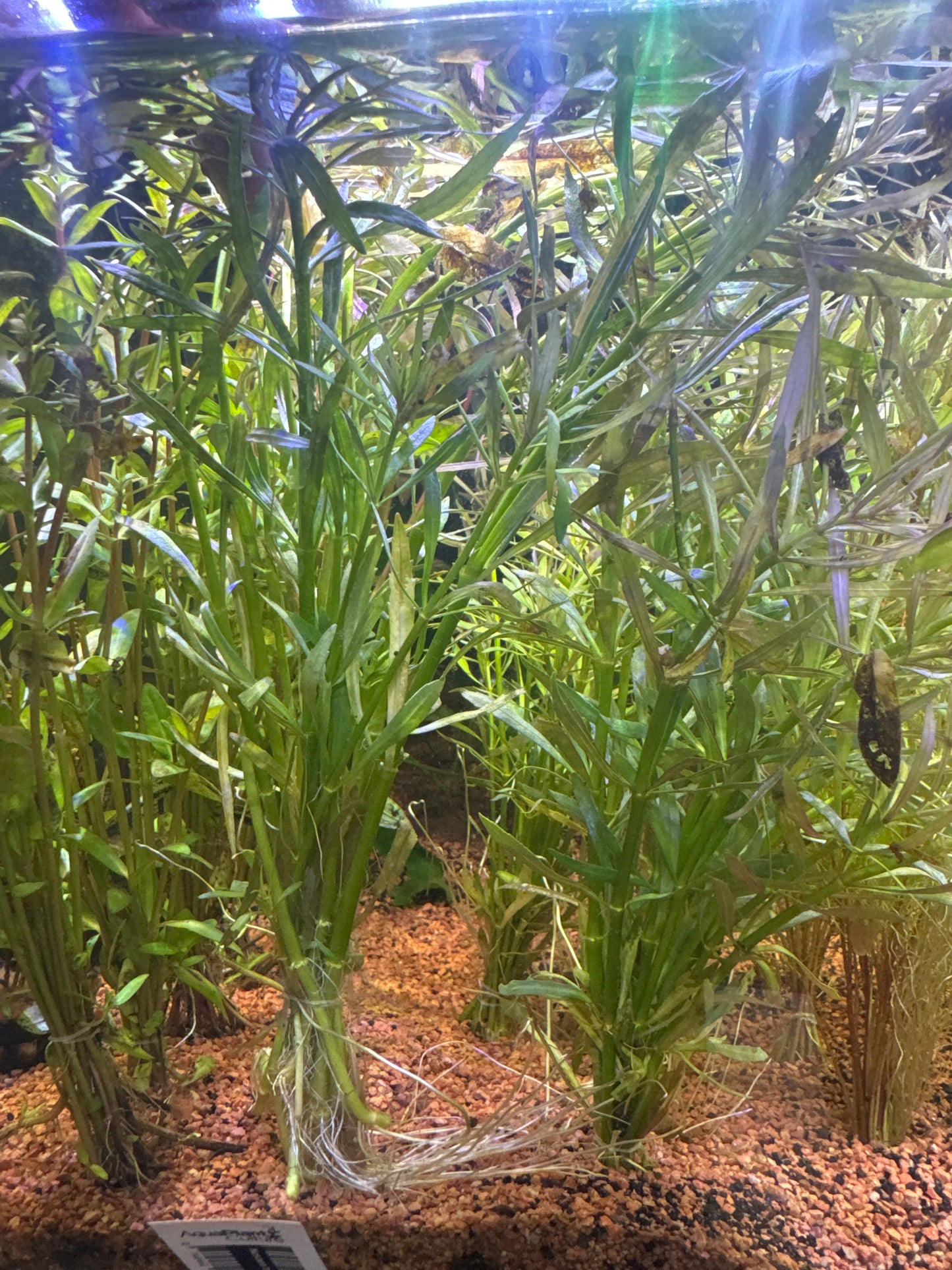 Eusteralis stellata p011