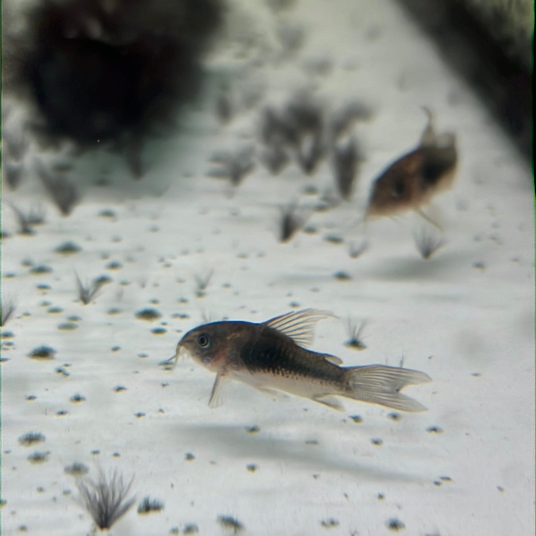 Bronze long fin Corydoras (Corydoras aeneus)