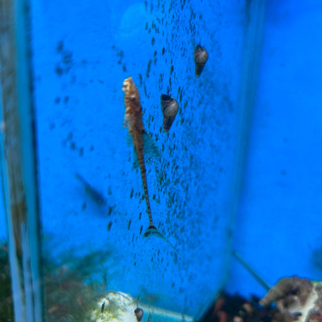 Filamentosa Whiptail Catfish (Dasyloricaria Filamentosa)
