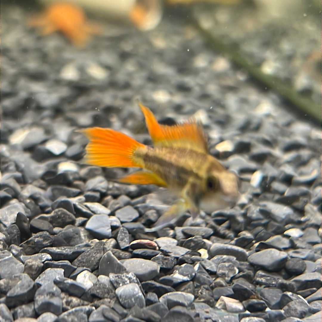 Apistogramma cacatuodes orange flash (Apistogramma cacatuoides)