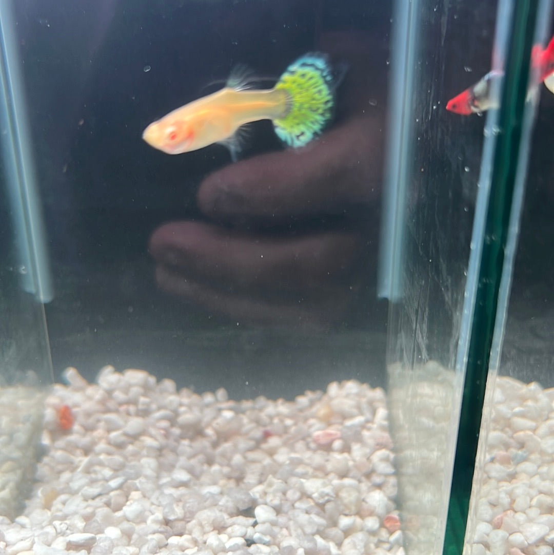 Guppies pairs (Poecilia reticulata)